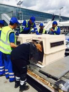 11193234_10152825438731299_8823533055480314549_n